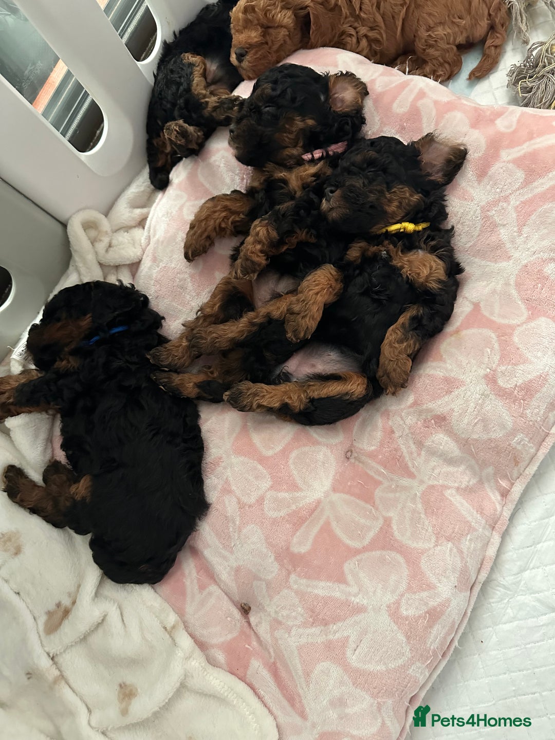 Toy Poodle dogs for sale: Beautiful Toy Poodle Puppies for Sale - Image 12