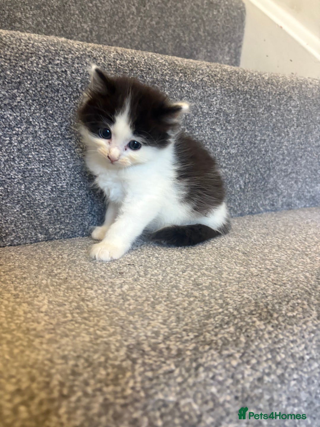 Mixed Breed cats for sale: 5 beautiful fluffy kittens  - Image 4