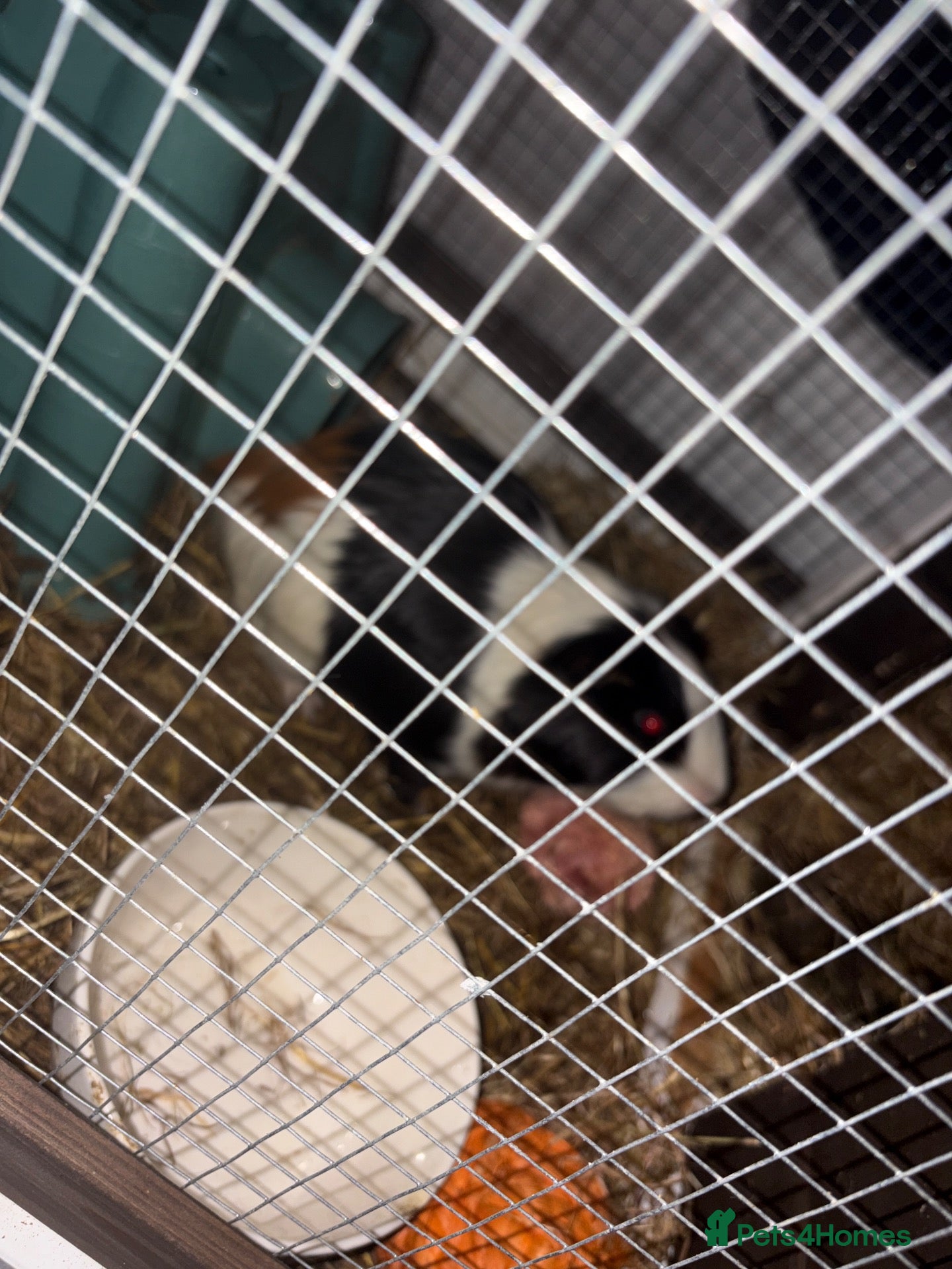 Guinea Pig rodents for sale: Lion the piggie  - Advert 16