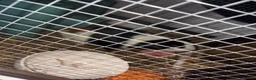 Guinea Pig rodents for sale: Lion the piggie  in Stevenage - Advert 1