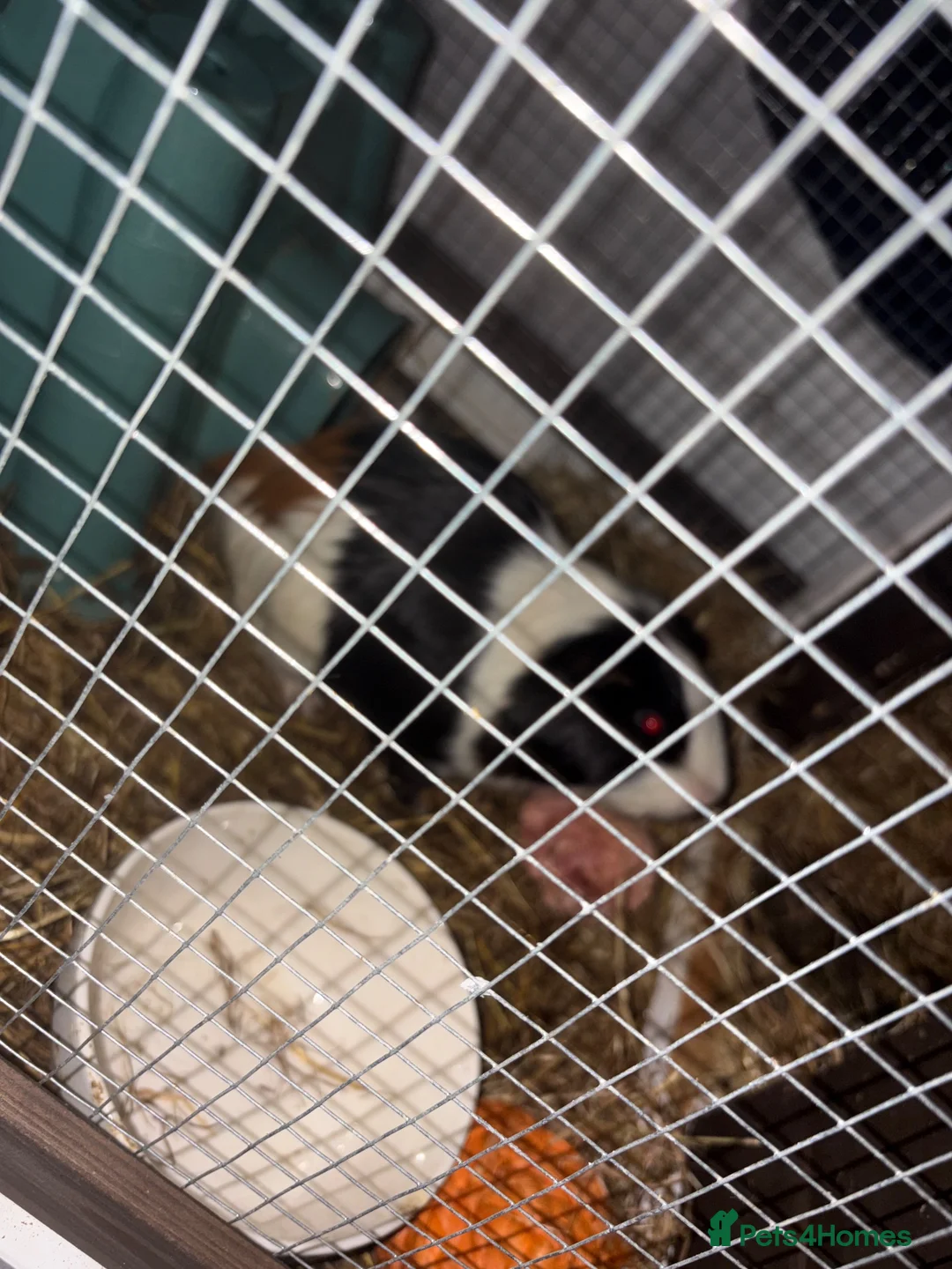 Guinea Pig rodents for sale: Lion the piggie  in Stevenage - Advert 1