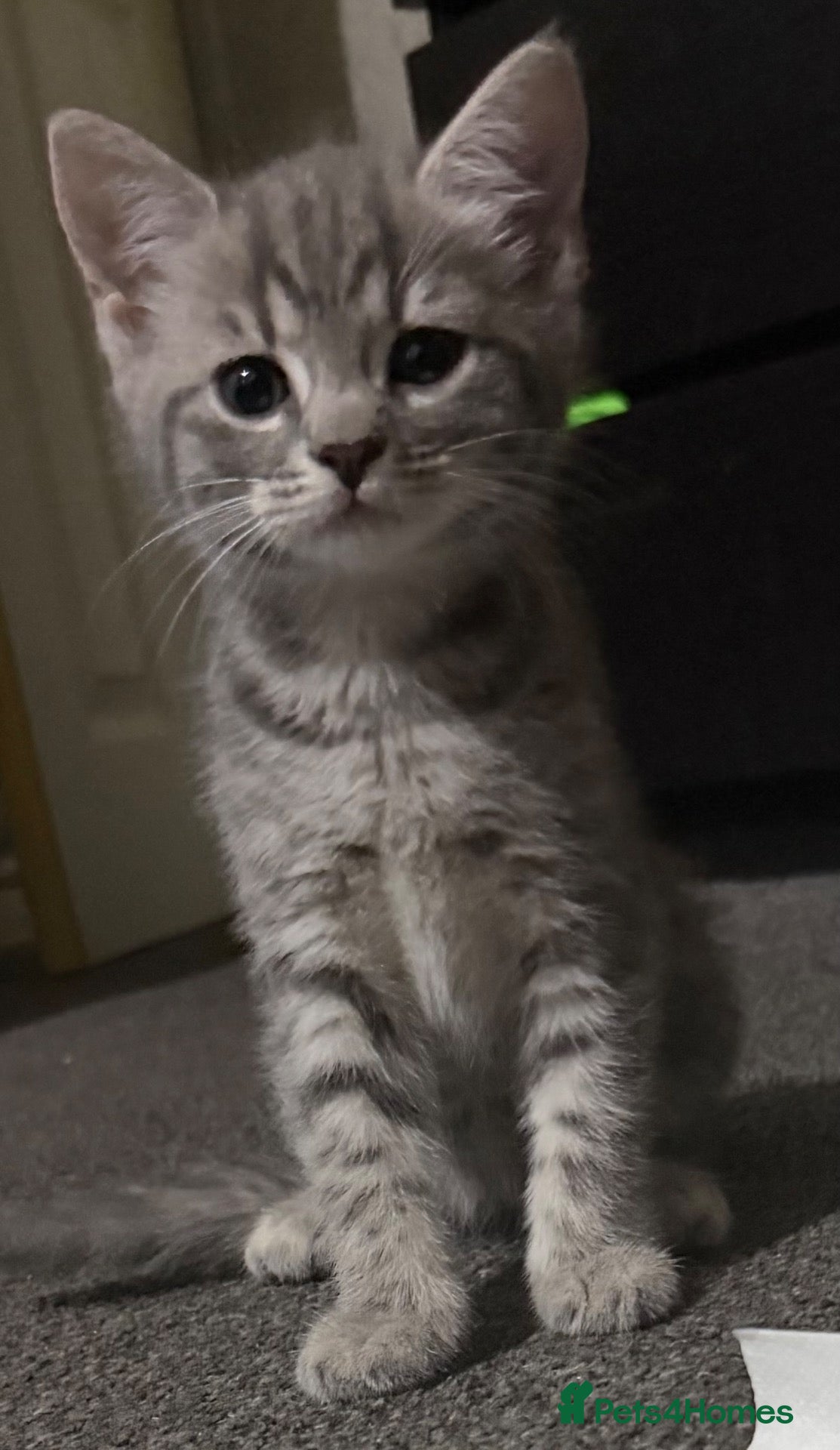 Mixed Breed cats  Beautiful kittens looking for loving homes  - Advert 2