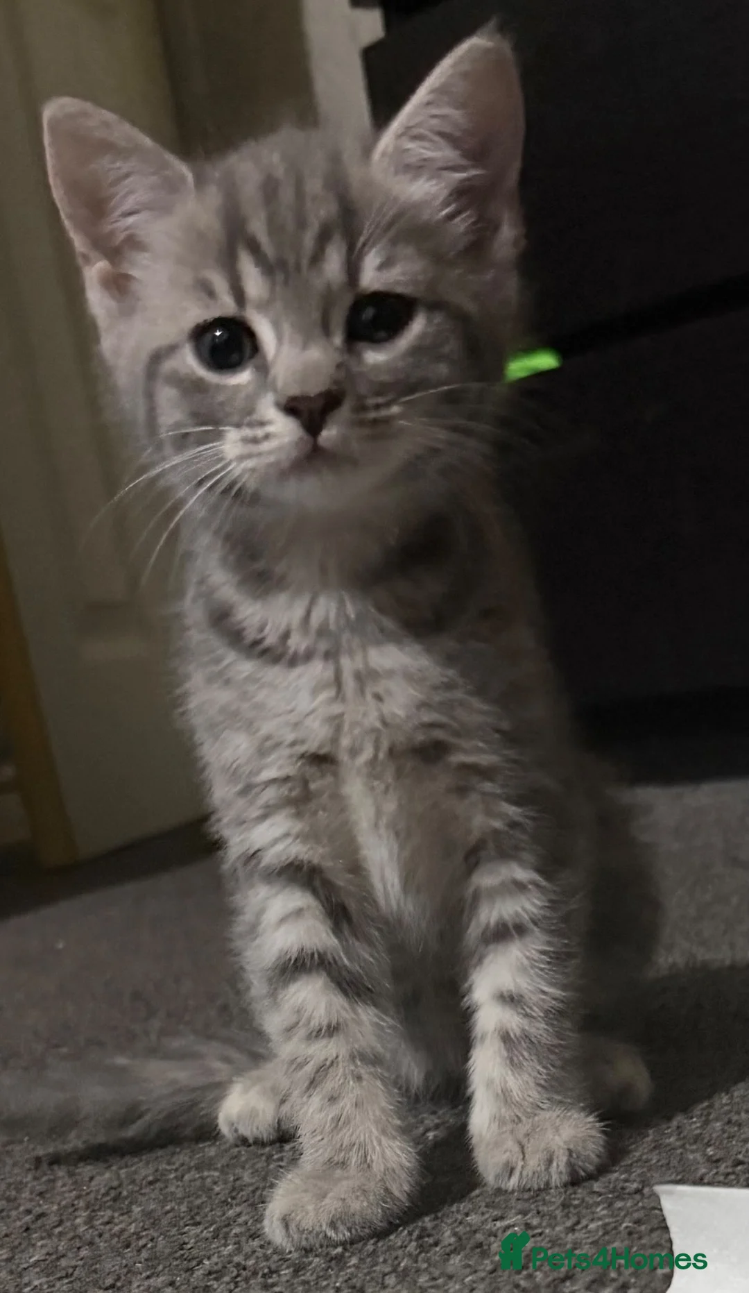 Mixed Breed cats for sale:  Beautiful kittens looking for loving homes  - Advert 2