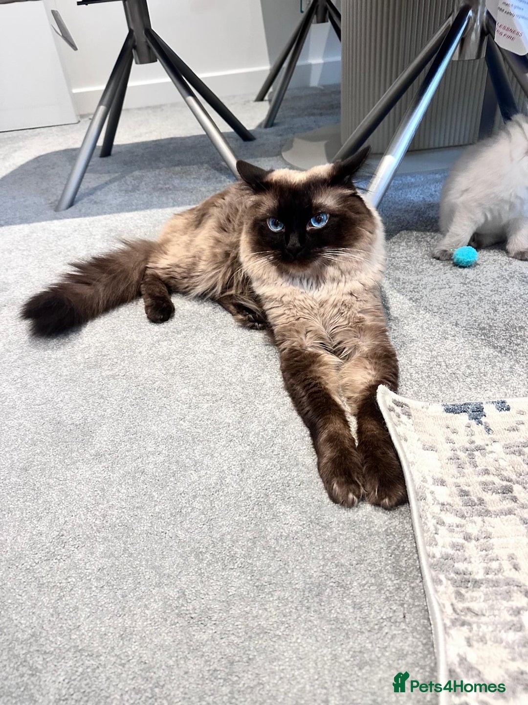 Ragdoll cats for sale: One male and one female left - Image 10