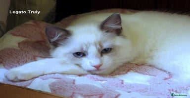 Ragdoll cats - Advert 2
