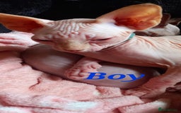 Sphynx cats for sale: 5 Adorable Sphynx Kittens for sale! - Image 9