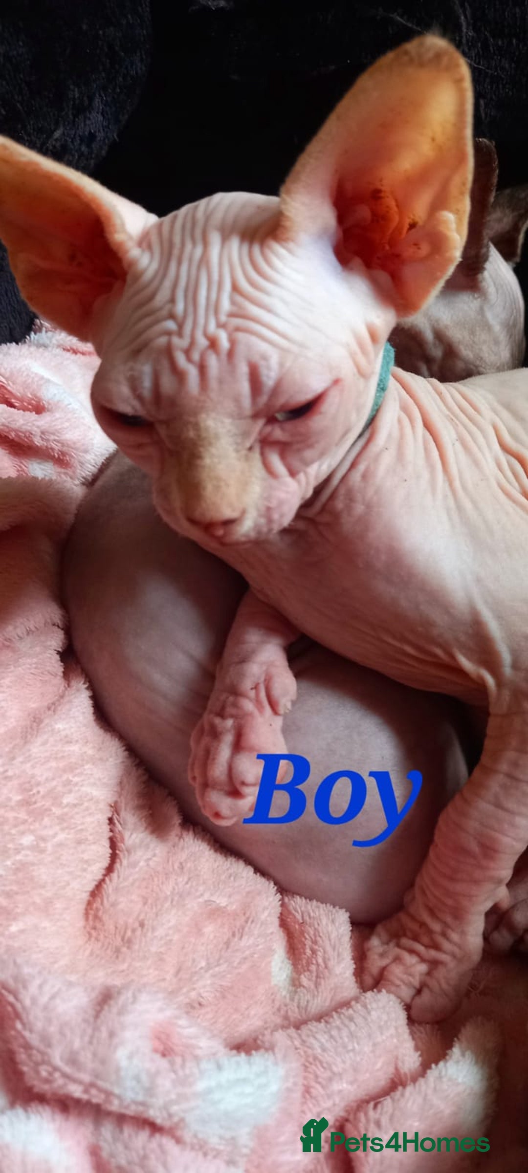 Sphynx cats for sale: 5 Adorable Sphynx Kittens for sale! - Image 9