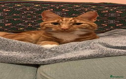 European cats for adoption: Blaze is looking for the perfect forever home!  - Image 2