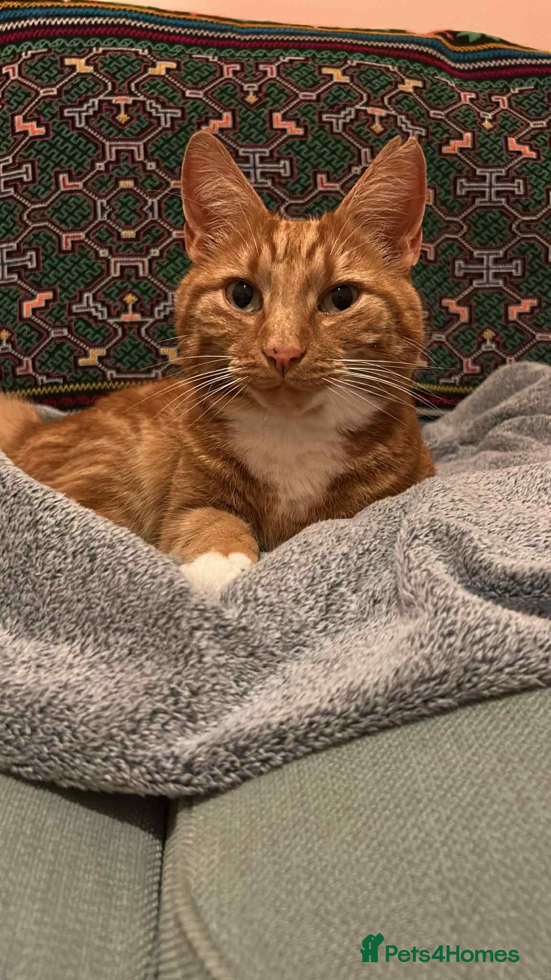European cats for adoption: Blaze is looking for the perfect forever home!  - Image 2