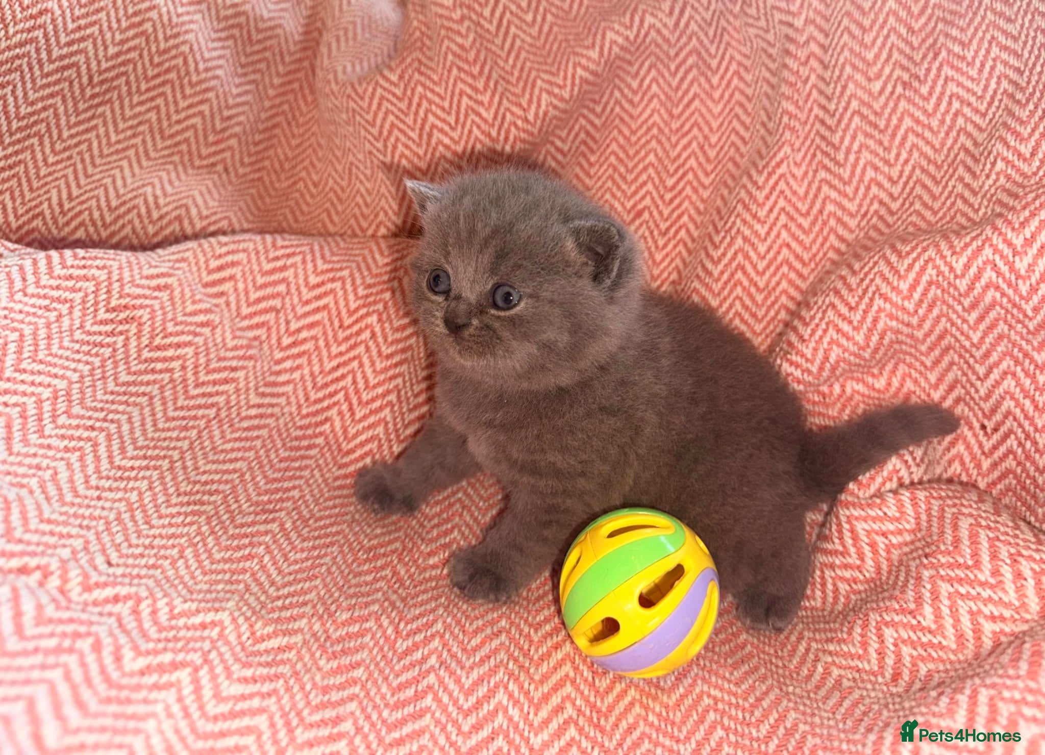 British Shorthair cats GCCF Registered Blue Female - Advert 2