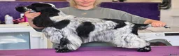 Cocker Spaniel dogs for sale: Show Type- from Proven Lines  - Advert 4