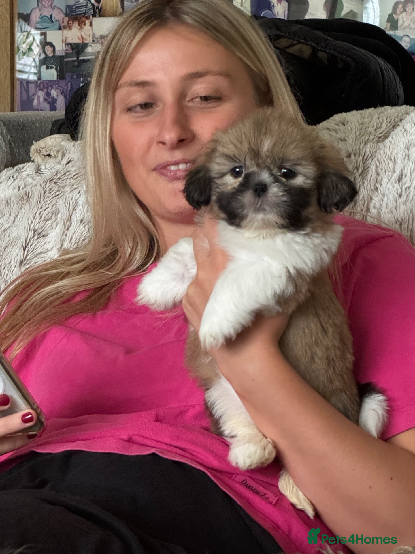 Shih Tzu dogs Beautiful litter of Shih Tzu puppies - Advert 2