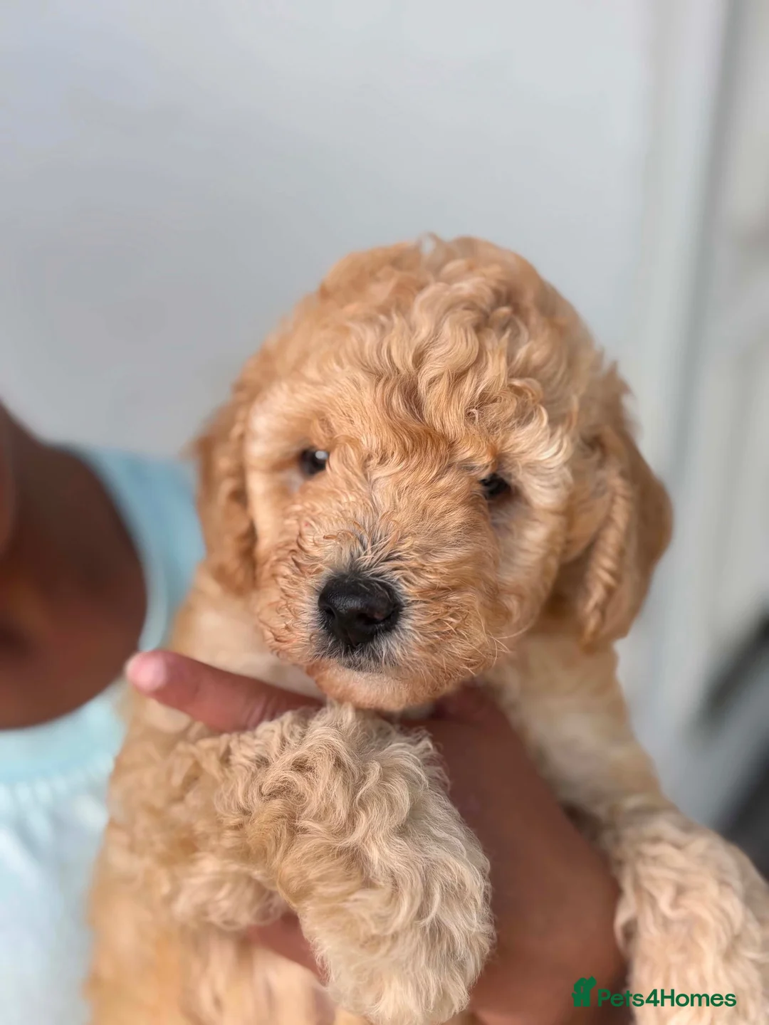 Cockapoo dogs for sale: Beautiful Mini F1B cockapoo puppies - Advert 2