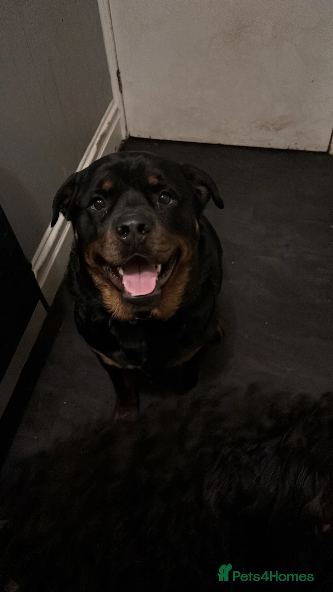 Rottweiler dogs for sale: 2 yrs old male neutered Rottweiler in Morecambe - Advert 2