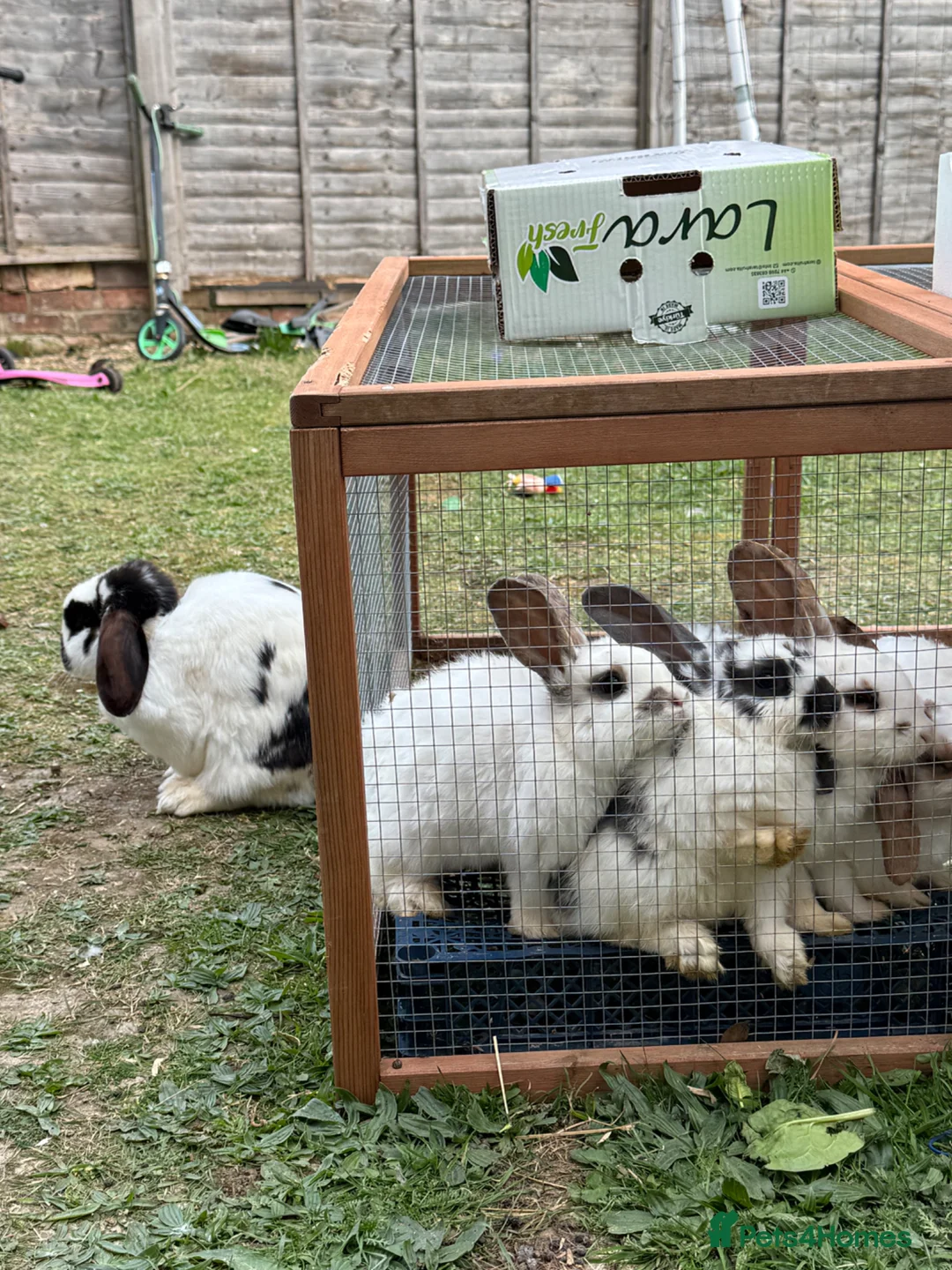 Mini Lop rabbits for sale: 6 Mini Lop rabbits for sale  - Advert 1