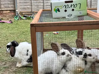 Mini Lop rabbits 6 Mini Lop rabbits for sale - Advert 4
