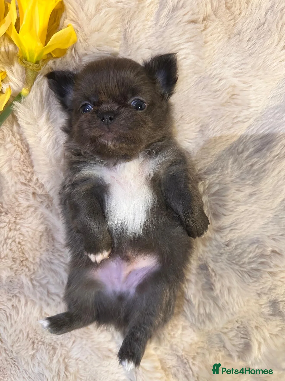 Chihuahua dogs for sale: Long hair, beautiful chihuahuas - Advert 24