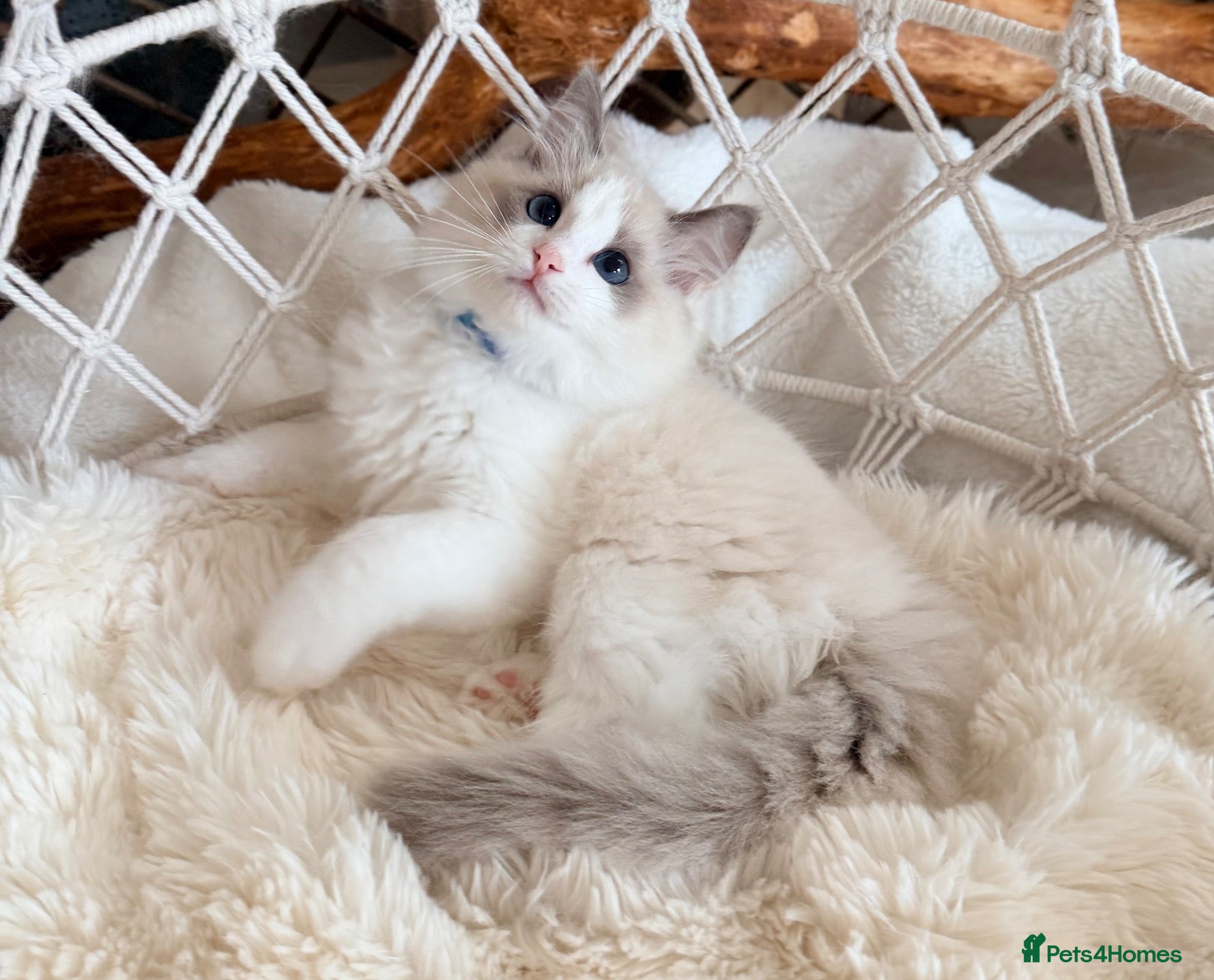Ragdoll cats Show quality Ragdoll kittens from champion lines - Advert 1