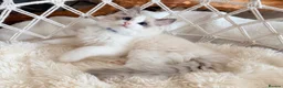 Ragdoll cats for sale: Show quality Ragdoll kittens from champion lines - Advert 2