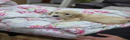 Golden Retriever dogs for sale: 9 beautiful golden retriever puppies - Advert 4