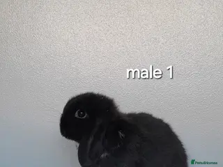 Mini Lop rabbits Purebred mini lop rabbits - Advert 18