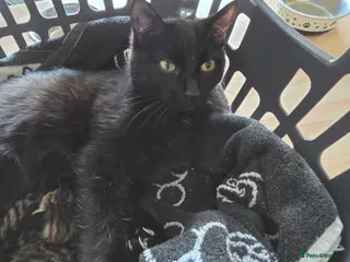 Mixed Breed cats Gorgeous kittens looking for there forever home - Advert 1