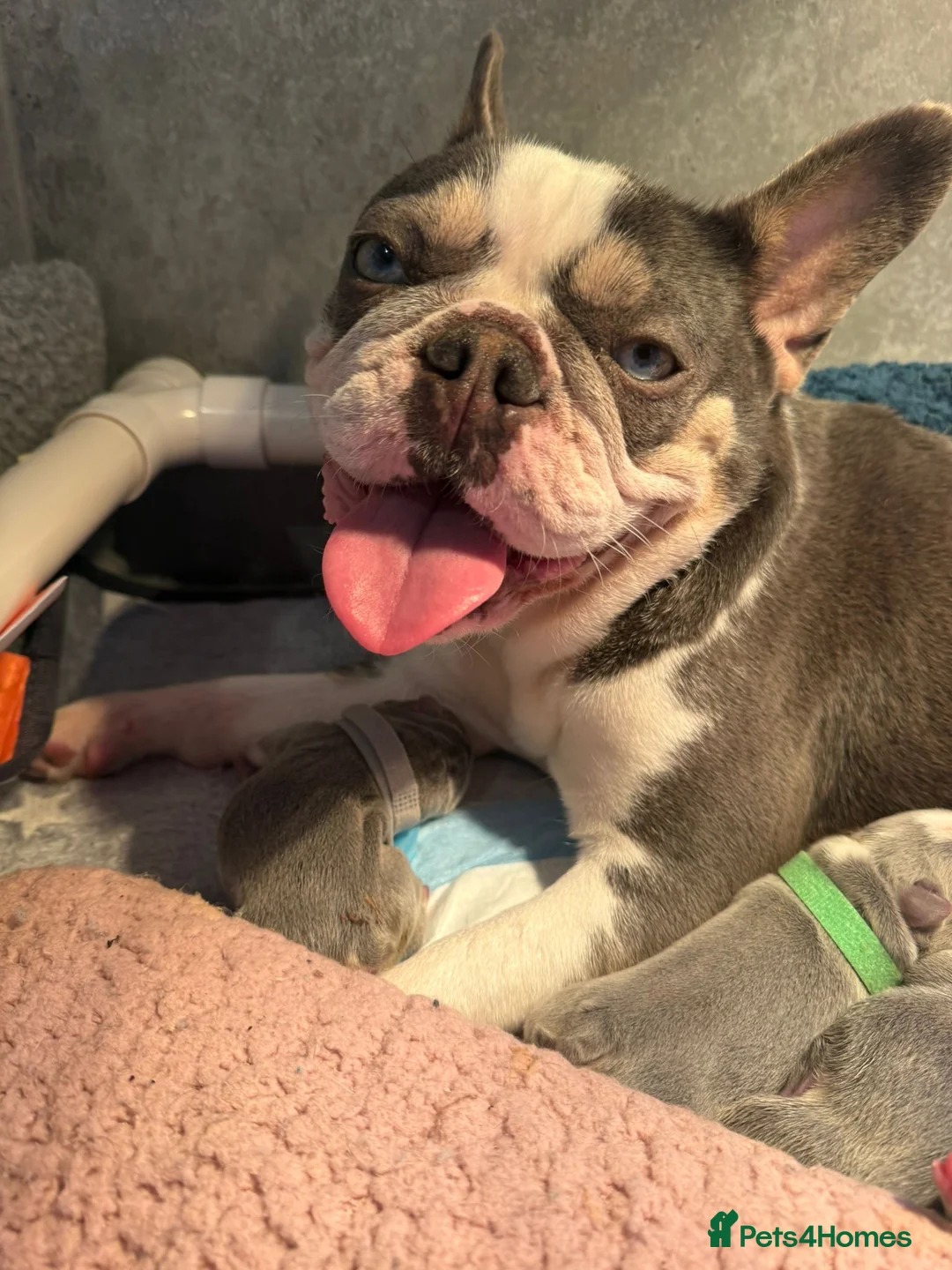 French Bulldog dogs for sale: 🐾 Stunning Lilac & Tan French Bulldog Puppies  🐾 - Advert 1