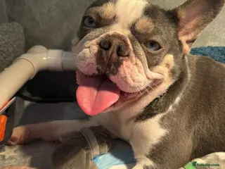 French Bulldog dogs 🐾 Stunning Lilac & Tan French Bulldog Puppies 🐾 - Advert 9