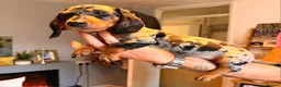 Miniature Dachshund dogs for sale: 🐾​Elite KC One left Reduced from 1400!🐾 - Advert 20