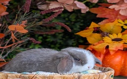 Mini Lop rabbits for sale: Mini lops  - Image 7