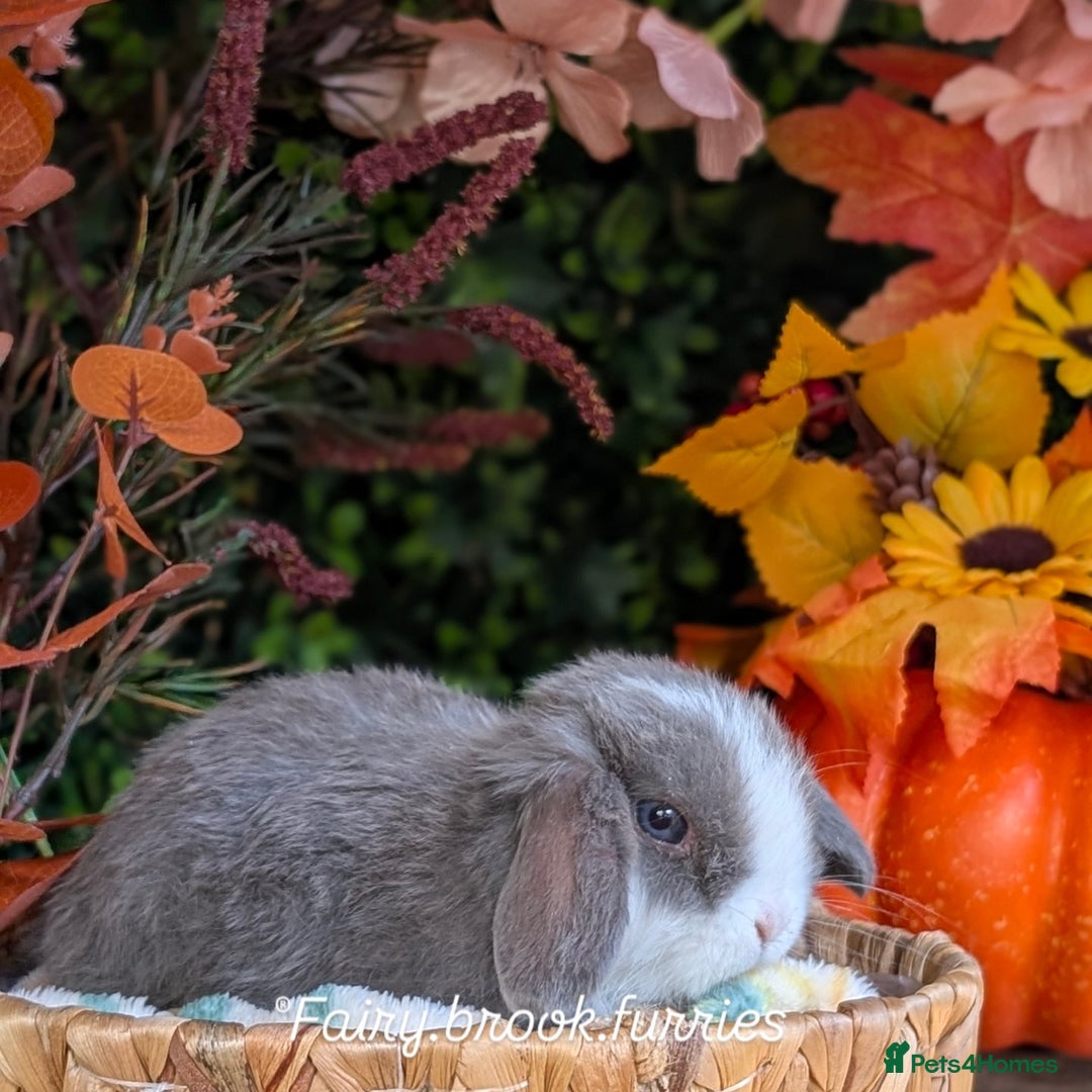 Mini Lop rabbits for sale: Mini lops  - Image 7