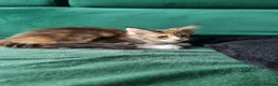 Maine Coon cats for sale: Maine Coon kittens  - Advert 10