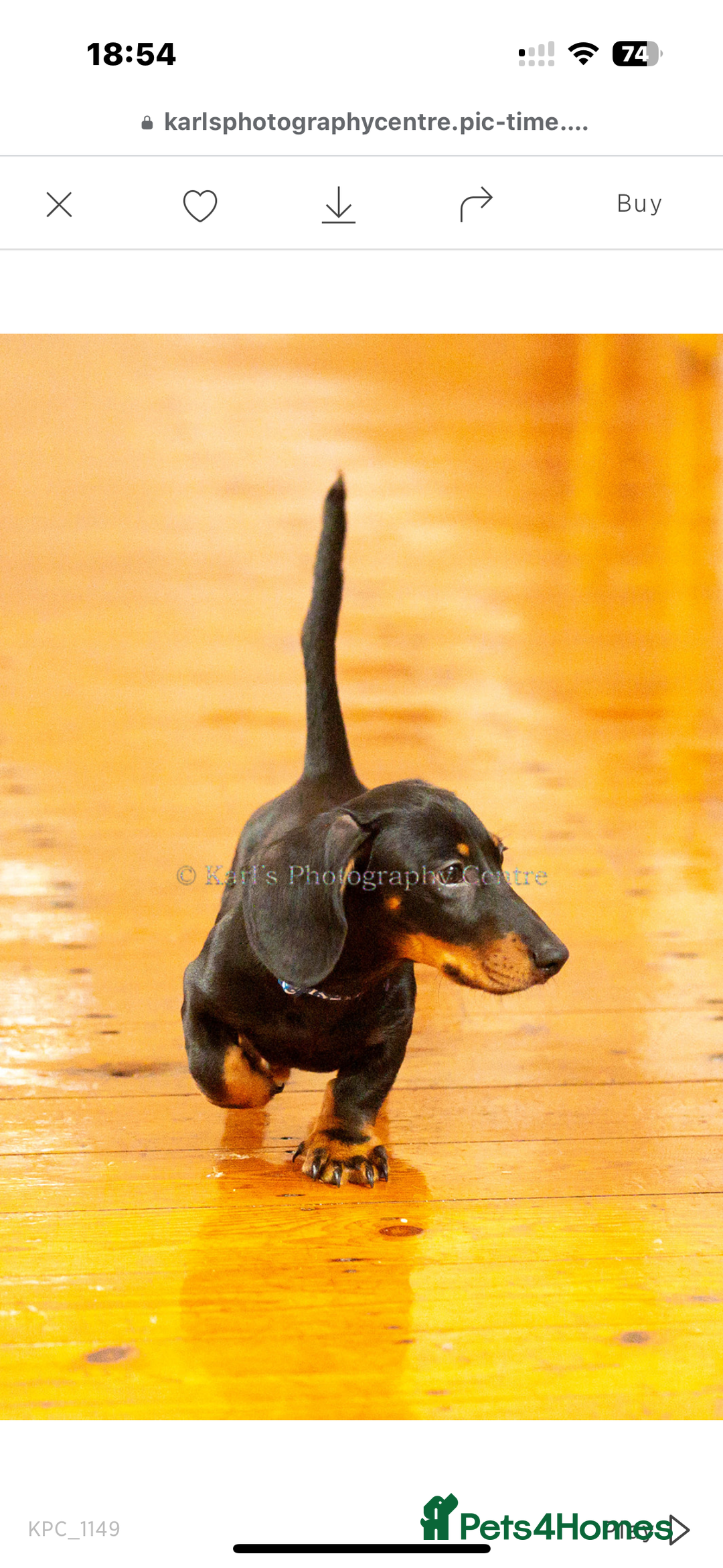 Dachshund dogs for sale: Male dachshund for sale - Advert 6