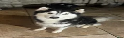 Utonagan dogs for sale: Husky x Malamute puppies - Advert 4