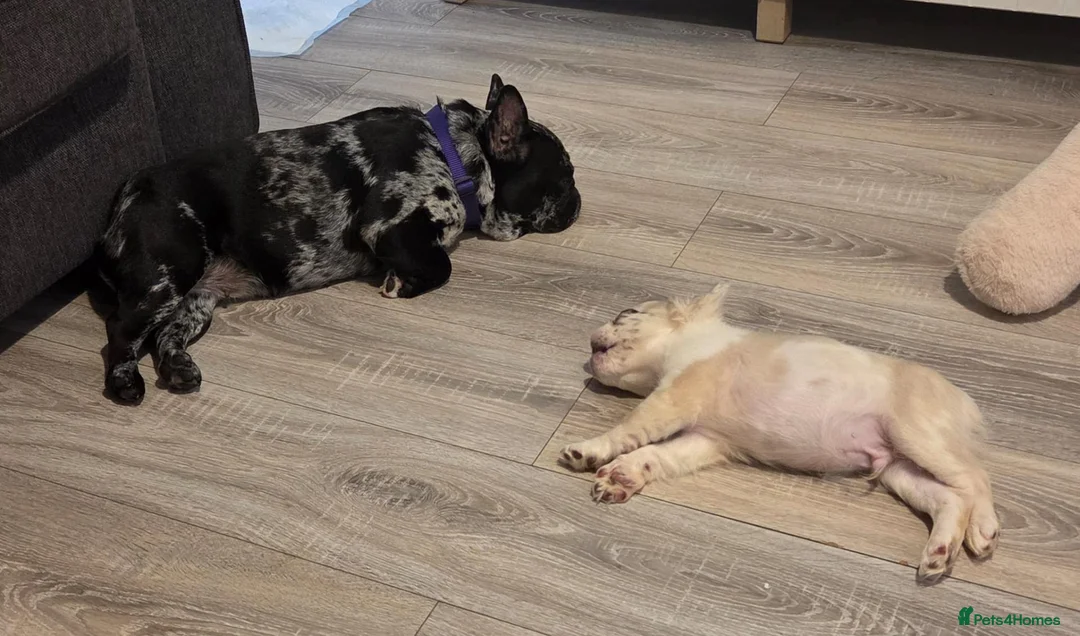 French Bulldog dogs for sale: 2 French Bulldogs one is 4 month old puppy - Advert 11