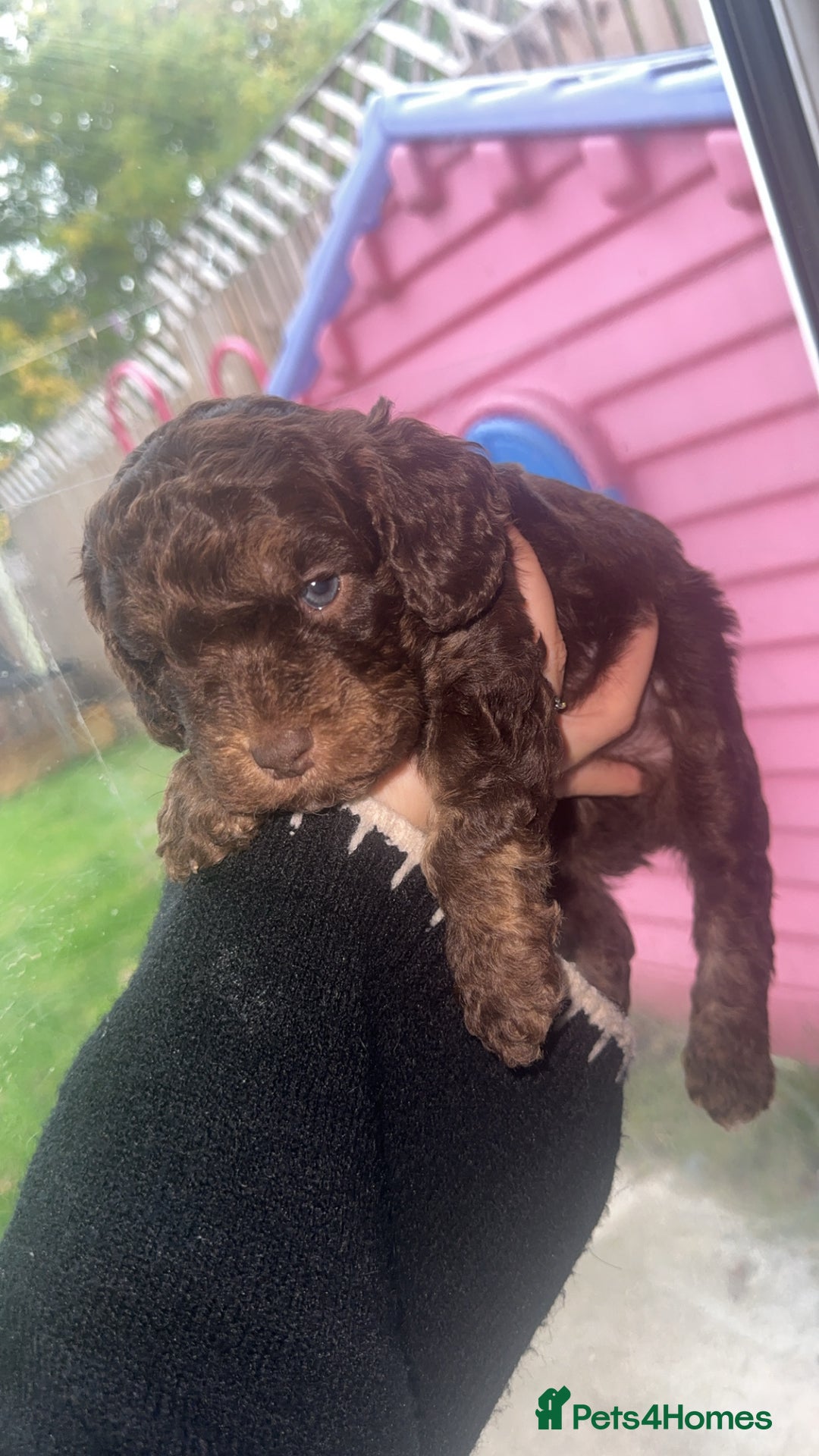 Cockapoo dogs for sale: 5 beautiful cockapoos! ONLY 2 LEFT  - Image 15