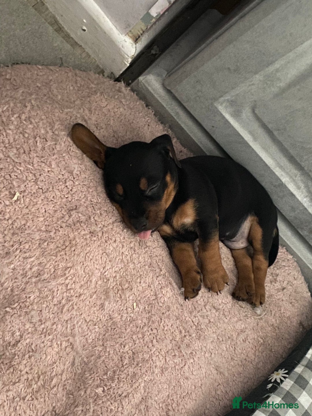 Mixed Breed dogs for sale: Dachshund x patterdale puppues - Image 13