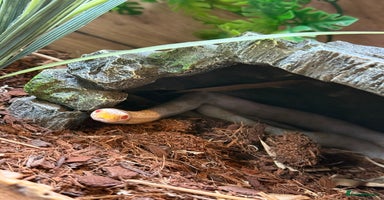 Corn Snake reptiles - Advert 7