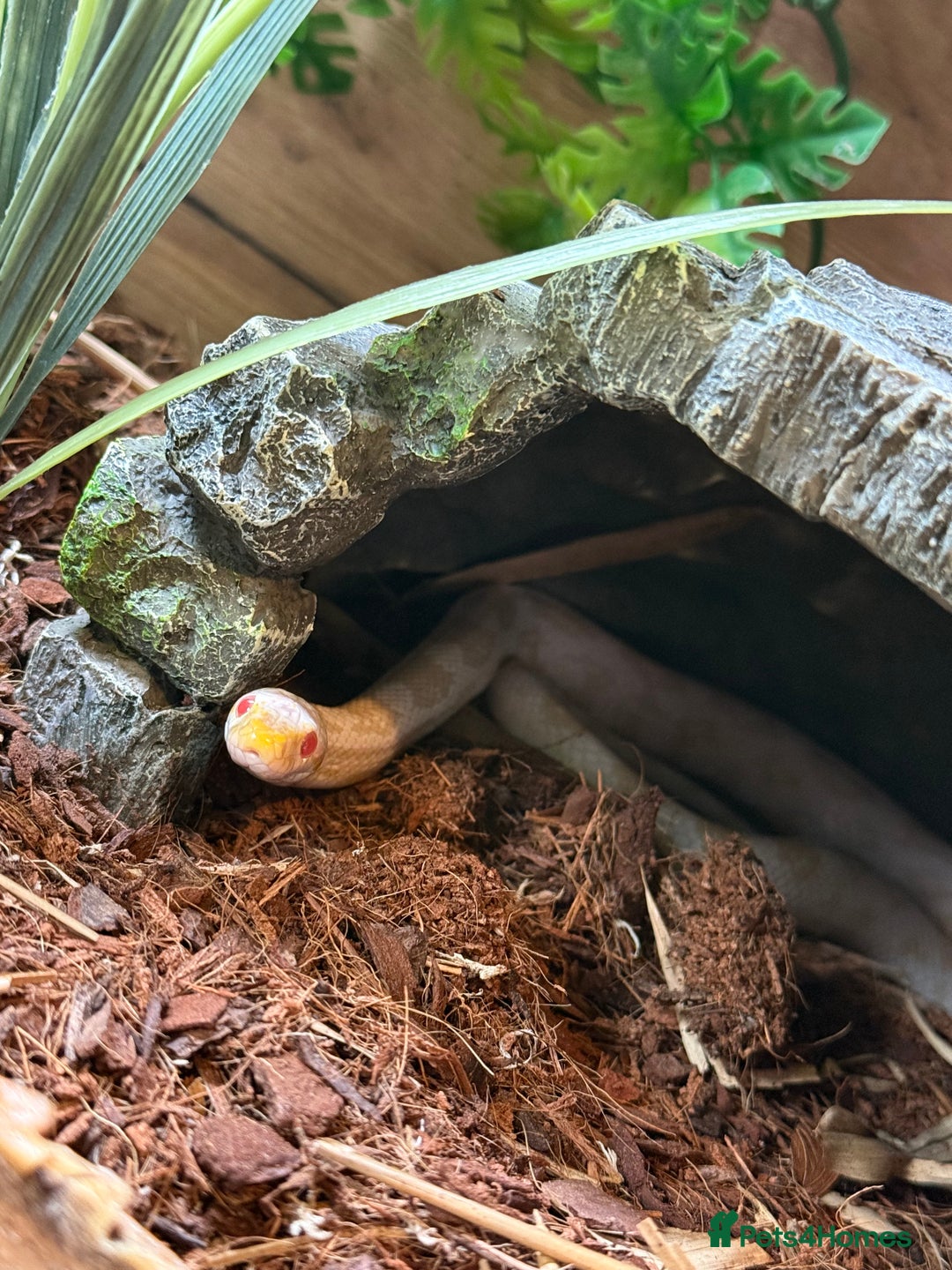 Corn Snake reptiles for sale: Female snow corn snake for sale, Viv is available - Image 2