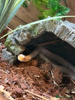 Corn Snake reptiles Female snow corn snake for sale, Viv is available - Advert 2