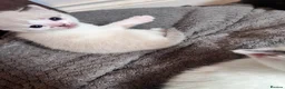 Mixed Breed cats for sale: Gorgeous Snowshoe, Black/White, Black Kittens 🐱 - Advert 20
