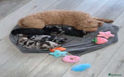 Schnoodle dogs for sale: 3 Stunning F2b Mearle Schnoodle Puppies - Image 25