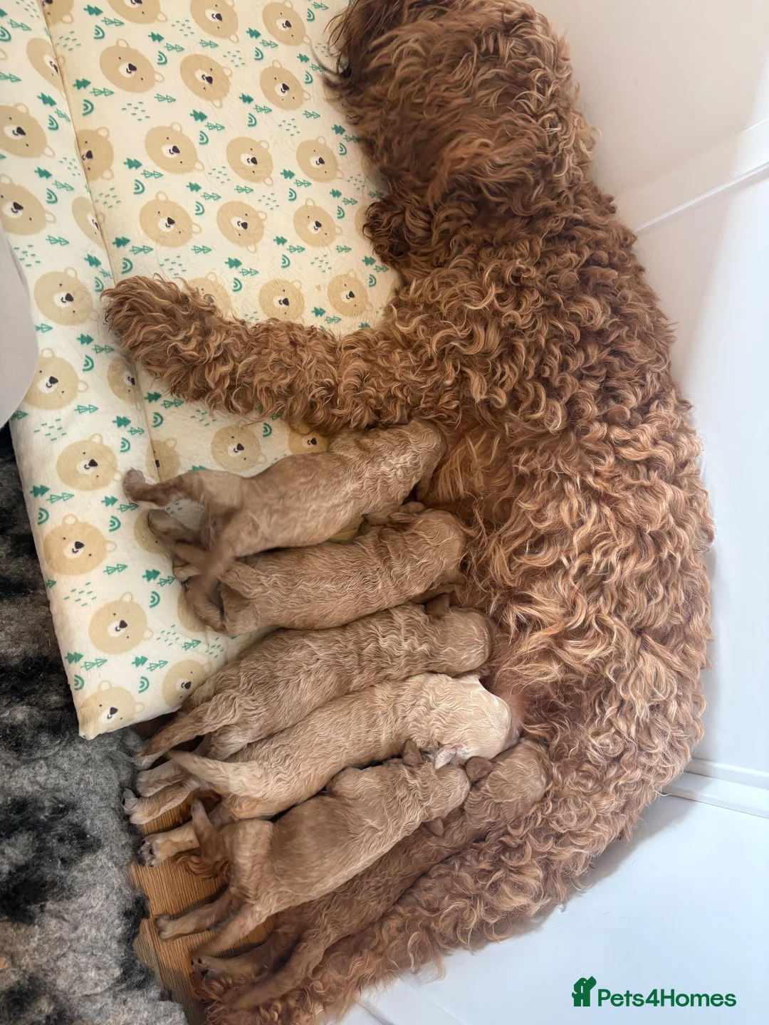 Cockapoo dogs for sale: F1B Cockapoos  in Chelmsford - Advert 4