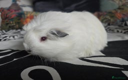 Guinea Pig rodents for sale: Male guinea pig silkie×swiss mix - Image 2