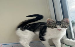 Mixed Breed cats for sale: 8 beautiful kittens  - Image 2