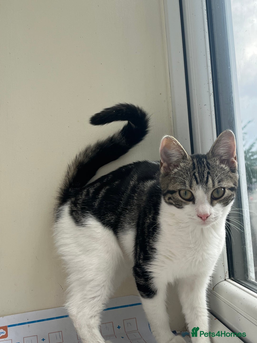 Mixed Breed cats for sale: 8 beautiful kittens  - Image 2