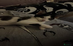 Mixed Breed cats for sale: Rudy Boy  - Image 5