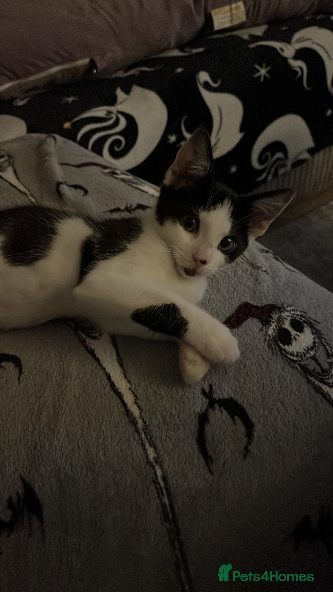 Mixed Breed cats for sale: Rudy Boy  - Image 5