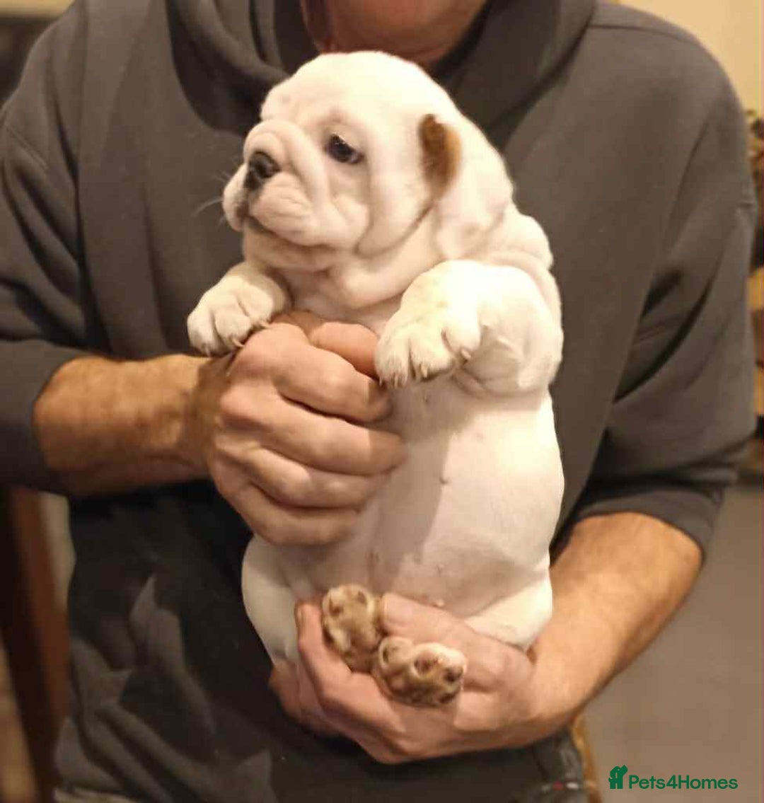 English Bulldog dogs for sale: 😍 Beautiful English bulldog puppies 🐶 ❤️  - Advert 11