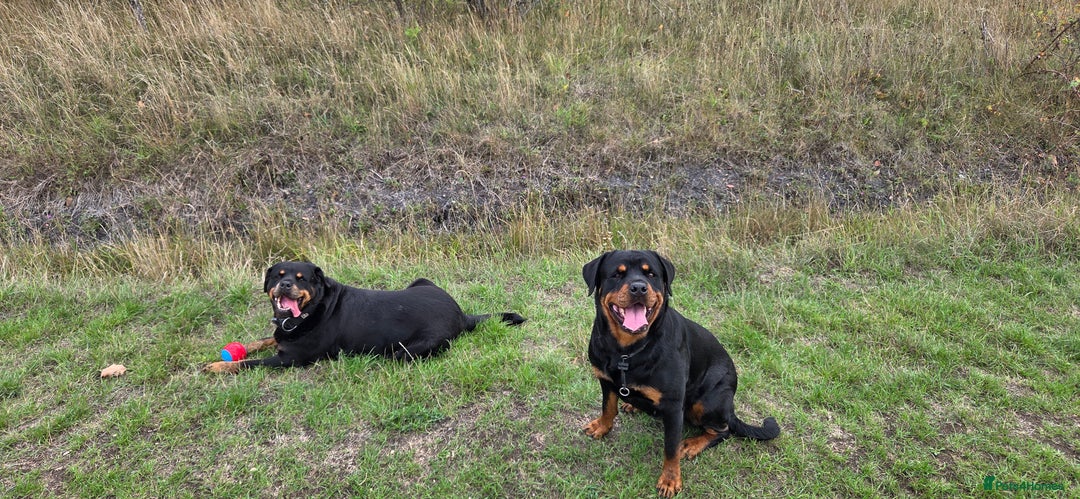 Rottweiler dogs for sale: Chunky Rottweiler Puppies DUE SOON  - Image 11